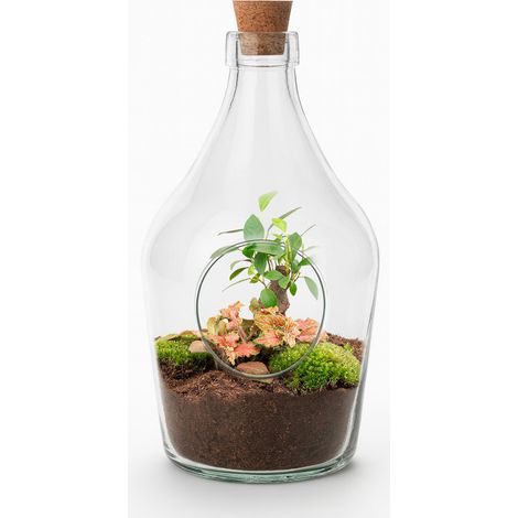 Terrarium Ouvert avec Bonsaï et Fittonia Ruby Lime en Verre - H 30 cm - 3 L - PANGIVO (1/5)