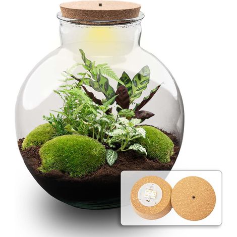Terrarium de Plantes DIY avec Bouchon LED Écosystème Fermé Autonome Ø 31 x 30 cm Kit Complet - PANGIVO