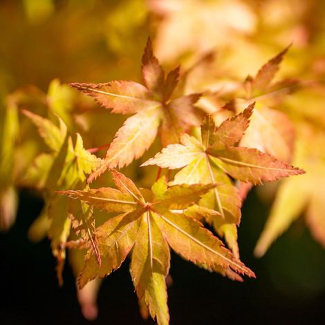 Érable du Japon Katsura - Acer palmatum katsura 40cm