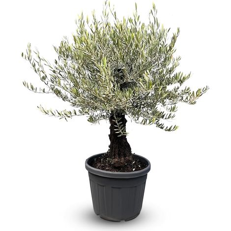 Olivier Olea Europaea Picual Mini Pata », 170 cm, avec pot, arbre (1/4)