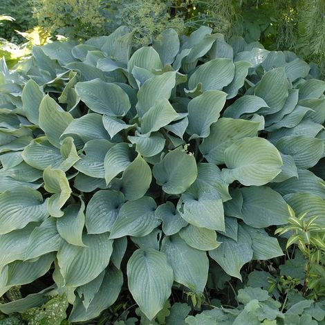 4 x Hosta 'Krossa Regal' - godet 9x9 cm