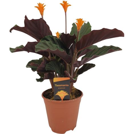 Calathea Crocata Plante d'Intérieur Décorative Feuillage Panaché Pot Ø14 cm Hauteur 40 cm - PANGIVO (1/4)