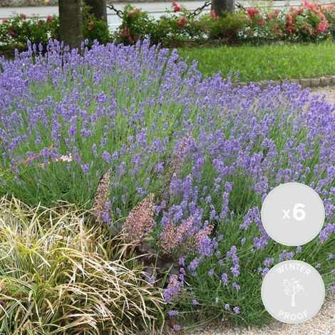 Bloomique - Lot de 6 - Lavandula Angustifolia 'Hidcote' – Lavande vraie – Plantes de lavande – Rustique – Hauteur 10-20 cm – Pot 9x9 cm