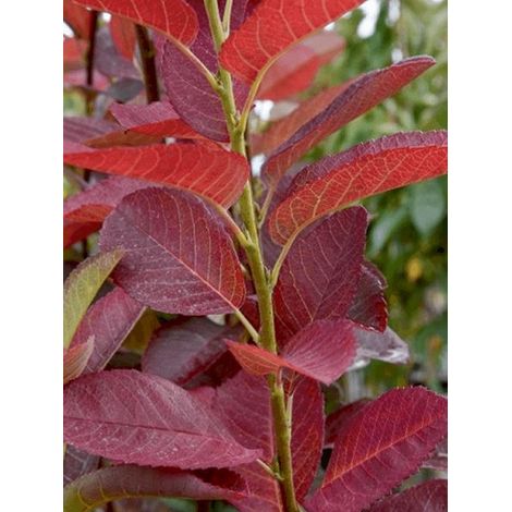 Amélanchier 'October Flame' Pot de 4L/5L (1/4)