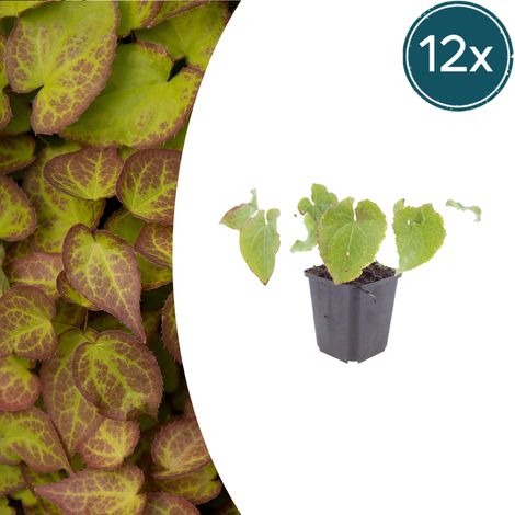 Lot de 12 Epimedium perralchicum 'Frohnleiten' Plante Couvre-sol Ombre Fleurs Jaunes 10-25 cm Ø 9 cm - PANGIVO (1/5)