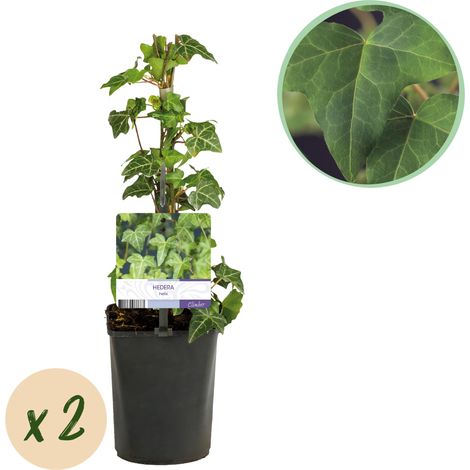 Lierre Commun Hedera Helix Plante Grimpante Persistante Lot de 2 - Pot 11 cm Hauteur 40 cm - PANGIVO (1/5)