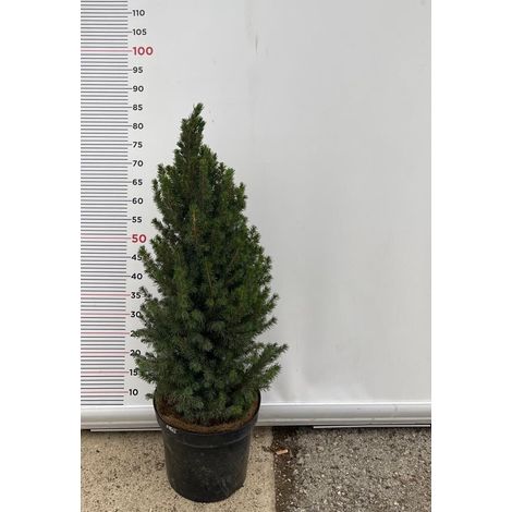 PIANTA DI PICEA GLAUCA ALBERTIANA CONICA VASO CLT 7 H. 70/80 CM  (foto reale)