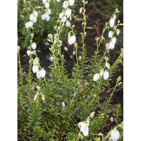 Bruyère d'Irlande, Bruyère de Saint-Daboec 'Alba' Pot de 12 cm / 13 cm (1/2)