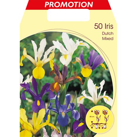BULBI IRIS HOLLANDICA MIXED COLOR (CONFEZIONE DA 50 BULBI)