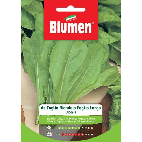 Blumen. Semi di Cicoria da Taglio Bionda a Foglia Larga