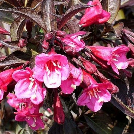 Weigela de Floride 'Wine & Roses' 'Wine & Roses' ('Alexandra') -