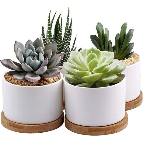 Pots succulents en céramique planteur de cactus petite jardinière 8cm mini pot de fleur pot avec soucoupe en bambou rond blanc lot de 4 (plante non incluse) (1/5)