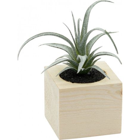 VASO CON PIANTA GRASSA 7X7XH10CM IN LEGNO NATURALE