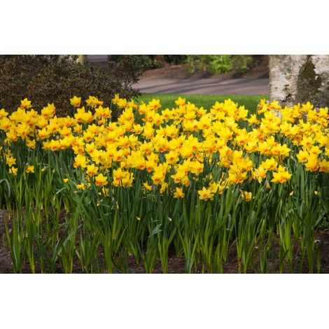 bulbi di NARCISI JETFIRE 10/11