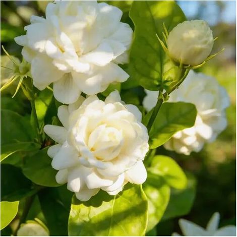 Graines de Jasmin 600, Plantes Vivaces Non OGM, Jasminum, Idéal pour Jardin, Balcon et Décoration (1/5)