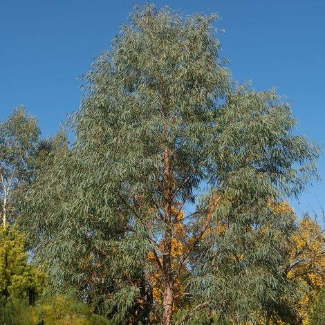 Gommier menthe de Nicol (Eucalyptus nicholii) - Godet 9cm