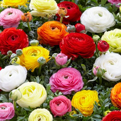Bloomique - Mélange de 50 - Renoncule - Renoncule - Bouton d'Or - Mélange de Couleurs - Bulbes à Fleurs - Floraison Printemps - Plantes Vivaces - Pousse jusqu'à 30-40 cm