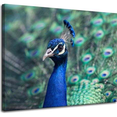 Impression sur toile Animaux Paon coloré 100x80 cm Oiseau Paon indien