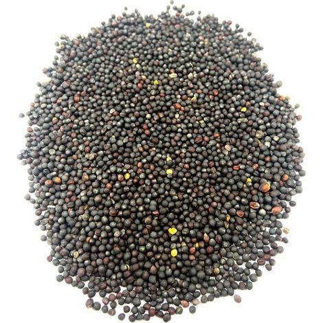 Graines de Colza - 1 kg - Graines Entières Séchées - Pour Semis, Cuisine et Nutrition