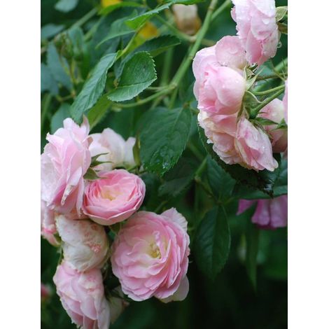Rosier arbuste moschata 'Bouquet Parfait' Pot de 4L/5L (1/2)
