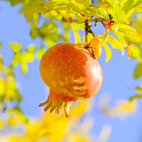 Pépinières Naudet – Grenadier nain (Punica granatum 'Chico') – Arbre fruitier caduc – Fruits rouges comestibles – Hauteur à maturité 3-5m – Rusticité jusqu'à -10°C