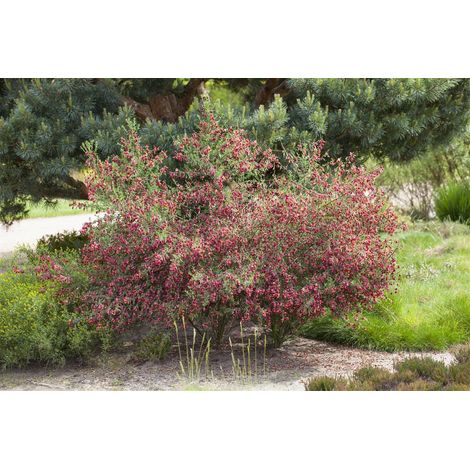 Edelginster 'Boskoop Ruby' Cytisus scoparius 'Boskoop Ruby' C 3 40- 60