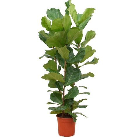 Ficus Lyrata Figuier Lyre Plante Verte d'Intérieur Grandes Feuilles Vertes 140 cm Pot Ø 27 cm - PANGIVO (1/5)