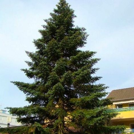 Sapin d'Espagne (Abies pinsapo)
