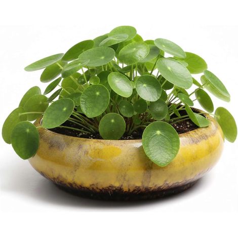 Pot à bonsaï en céramique style lotus grand pot émaillé large et peu profond pour plantes succulentes ou d'intérieur (1/5)