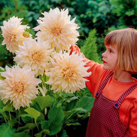 Dahlia - Blanc crème - Bulbes de fleurs - 5 pièces - Tubercules pour le jardin (1/5)