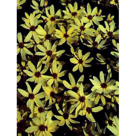 Coréopsis à feuilles en aiguilles 'Moonbeam' Godet de 7/8 cm (1/4)