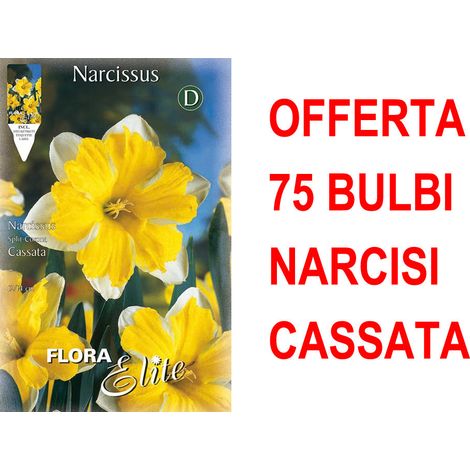 OFFERTA 75 BULBI NARCISO SPLIT CORONA CASSATA