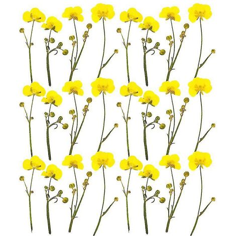 24 véritables fleurs séchées et pressées