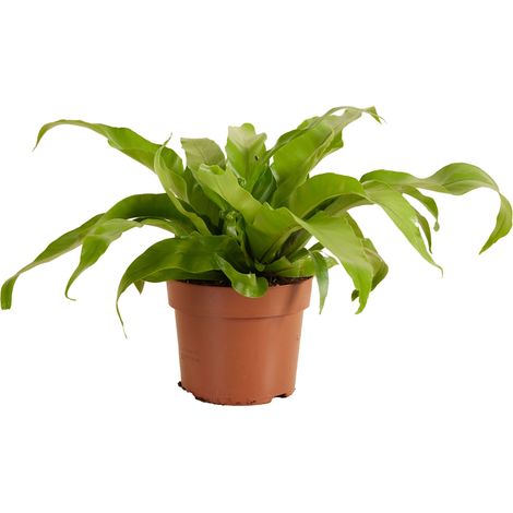 Bloomique - Asplenium Antiquum - Fougère nid d'oiseau - Plante d'intérieur - Purificateur d'air - Convient aux animaux - Hauteur 20-30 cm - Pot de 12 cm