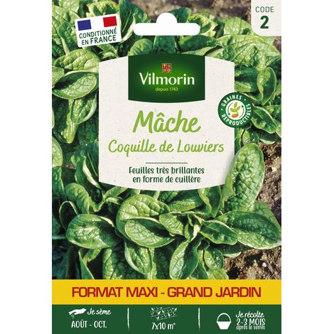 Mâche Coquille de Louviers - Grand Modèle Vilmorin (1/2)