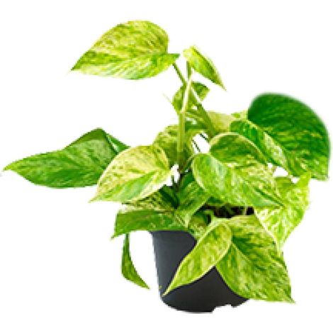 Epipremnum Marble Queen - Scindapsus - Plante d'Intérieur Facile - Pot Ø15 cm - Hauteur 25 cm - PANGIVO (1/4)