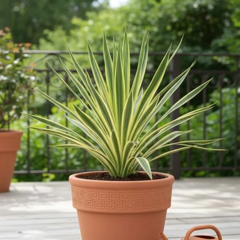 Cordyline Lime Passion® 'Alcorlipa'/Pot de 4L - 40/60 cm