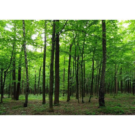 Forest, photo murale intissée, 360x270 cm, 4 parties (1/3)