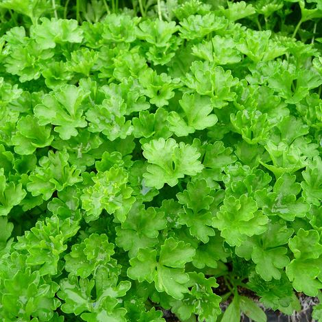 4 x Persil plat - Petroselinum crispum - godet 9x9 cm (1/4)