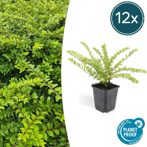 Lot de 12 Lonicera nitida Maigrün Chèvrefeuille Arbustif Haie et Couvre-sol 10-25 cm Ø 9 cm - PANGIVO (1/5)