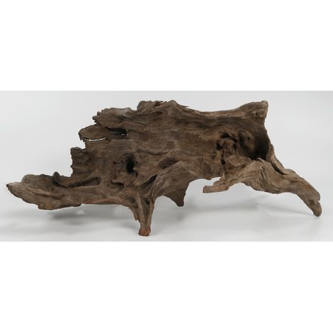 Orbit Kapas-Wurzel Größe L 35-40 cm Wurzel