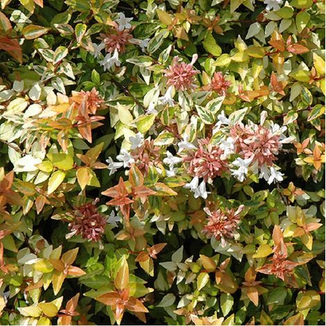 Abélie - Abelia grandiflora 'Kaleidoscope'  - 50-60 cm pot