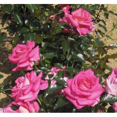 Gardenaria Rosa 'Parfum Royal' - Rosa da giardino - Altezza: 40/50 cm (vaso20) (1/2)