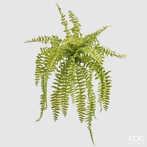 EDG Cespuglio Felce Duke H 60 cm