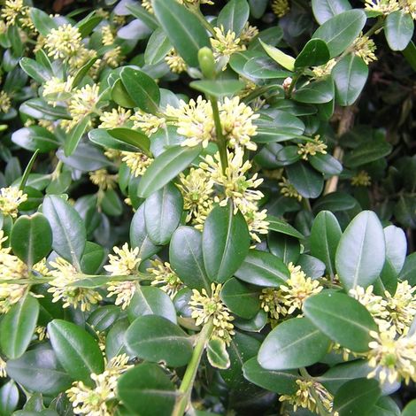 Buxus sempervirens - bosso - alveolo forestale (1/2)