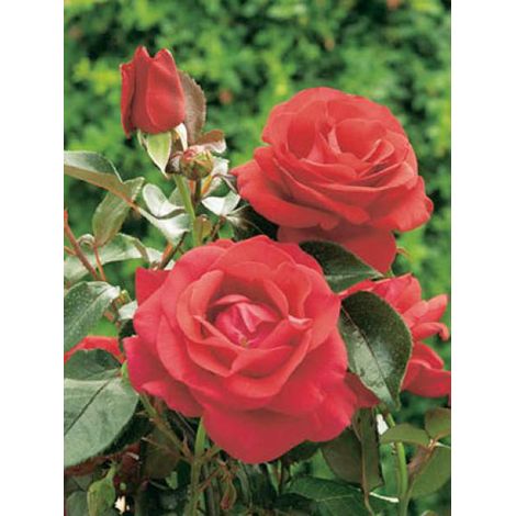 Rosier grimpant 'Le Grand Huit®' Pot de 4L/5L