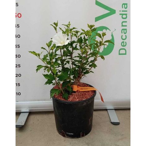 PIANTA DI HIBISCUS SYRIACUS IN VASO 20 CM VARIETA' MIX (FOTO REALE)-TOTUS ALBUS - BIANCO