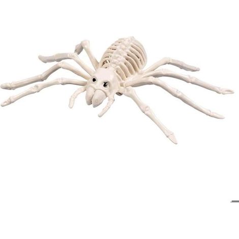 Squelette d'araignée 23 x14cm