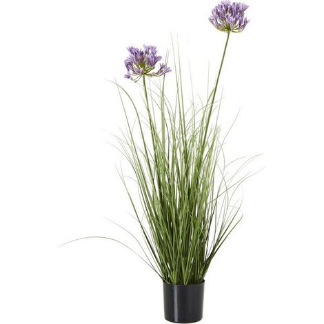 Purple Agapanthus Plant in Pot - Plastic - Height 90 cm - Green