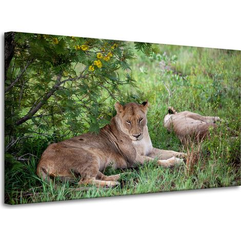 Leinwanddruck Tiere Löwinnen 100x60 cm
